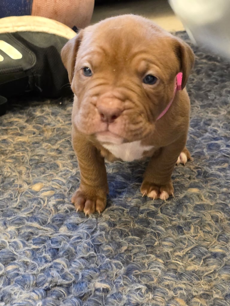 Dogue de bordeaux puppies