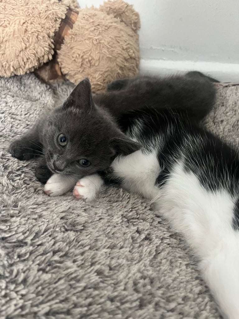 2 stunning kittens 