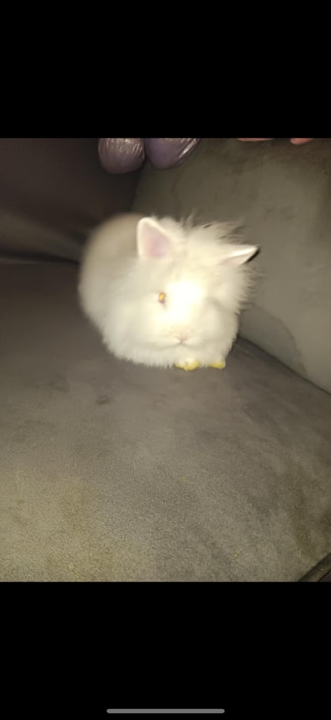 Baby rabbit