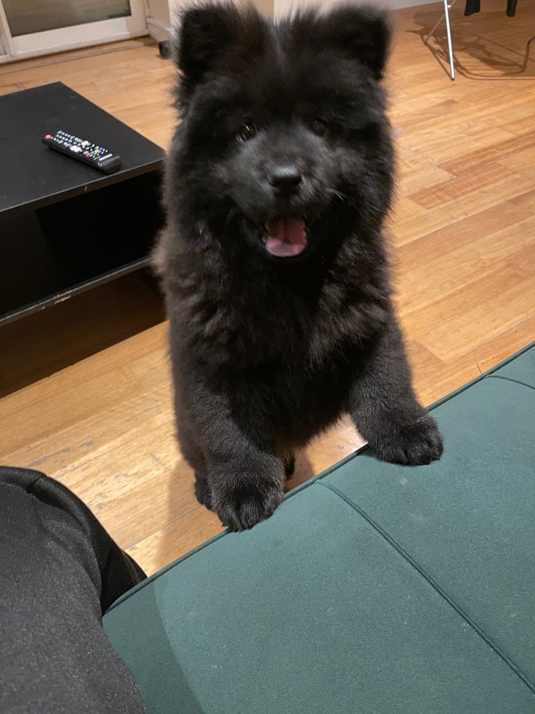 Chowsky 12 week old boy