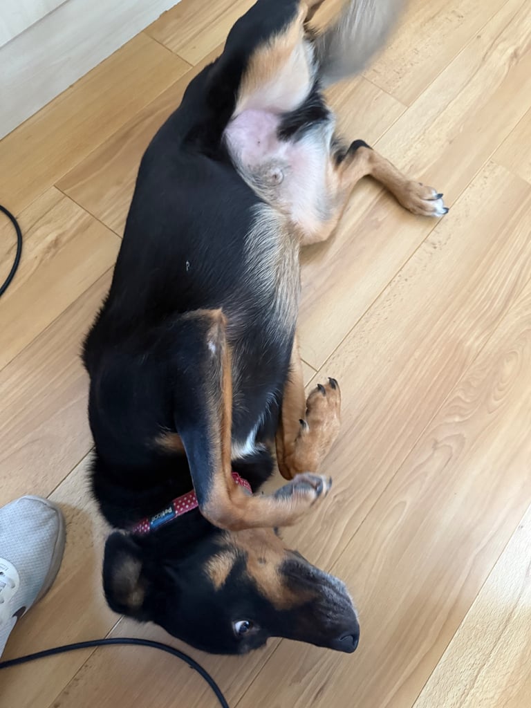 Finn - loving dog in need of a new home 