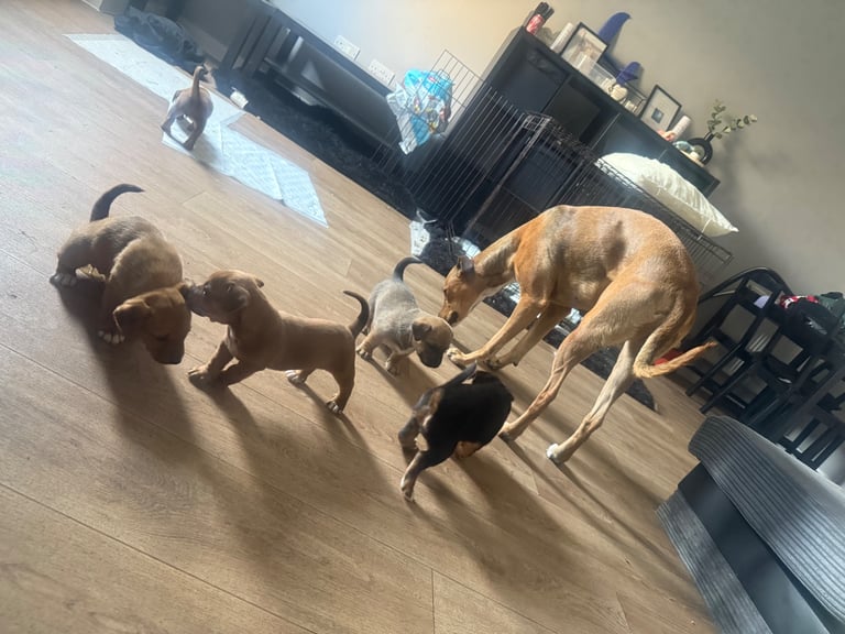Saluki cross Rottweiler puppies 
