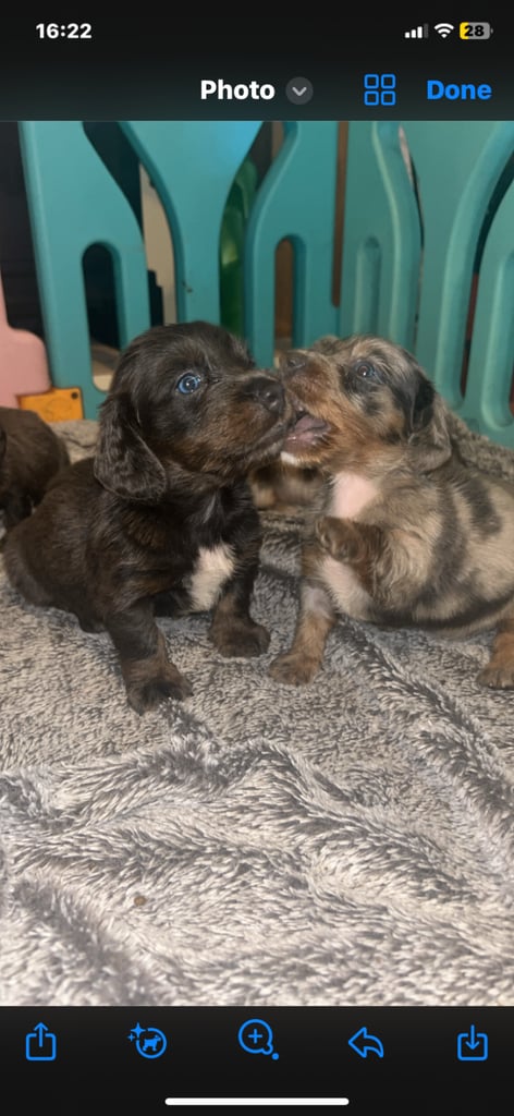 Dachshund puppies for sale 