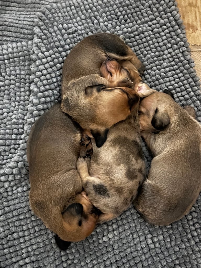 Kc reg true miniature dachshund 