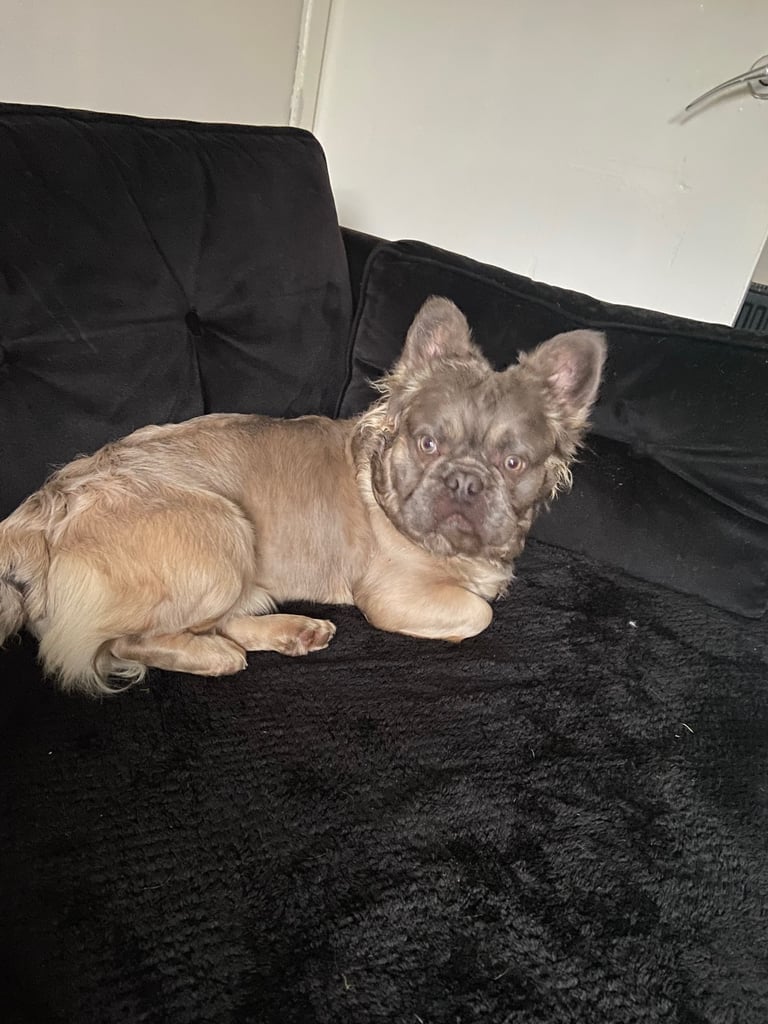Fluffy frenchie