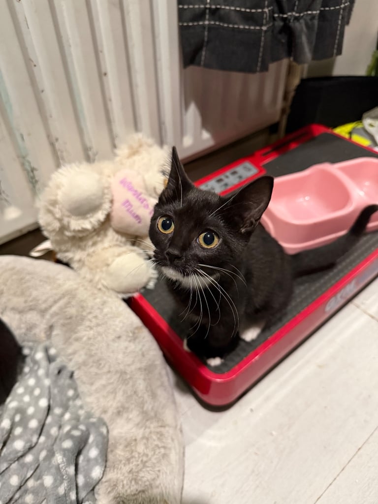 2 tuxedo male kittens need loving homes