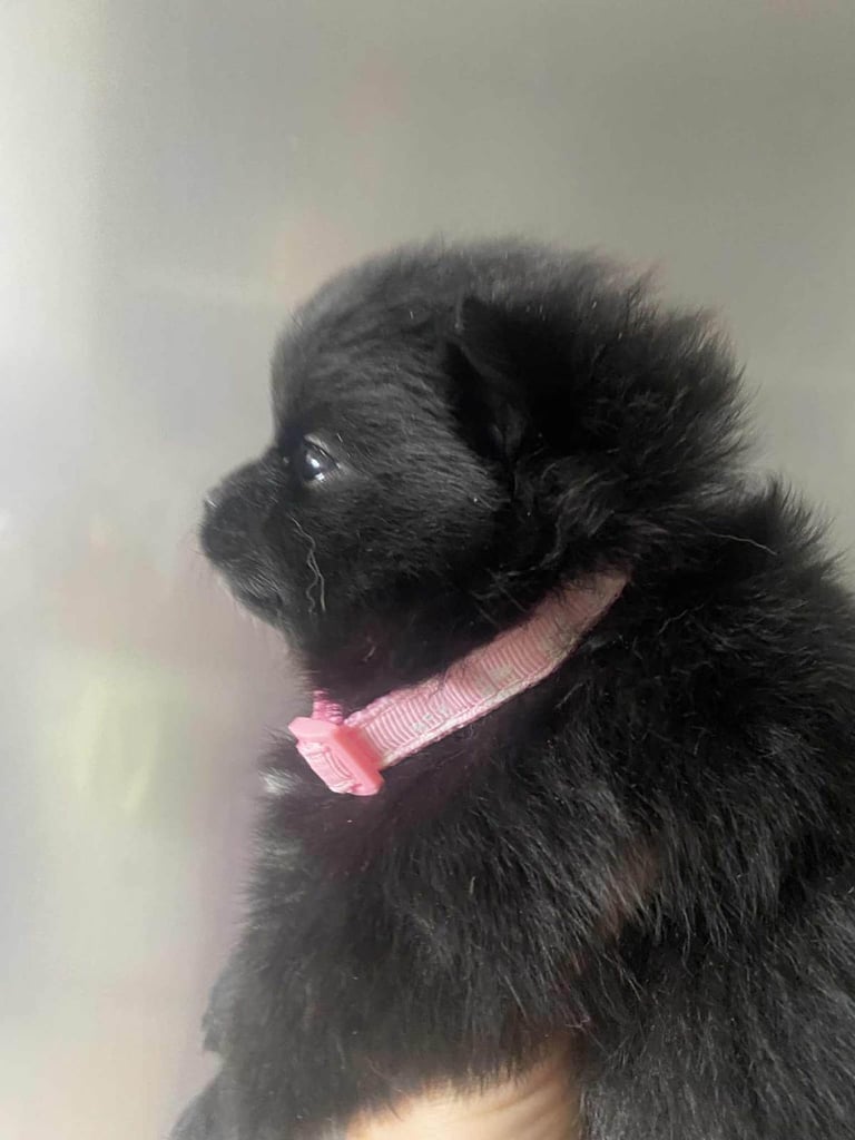 Pomeranian puppies 