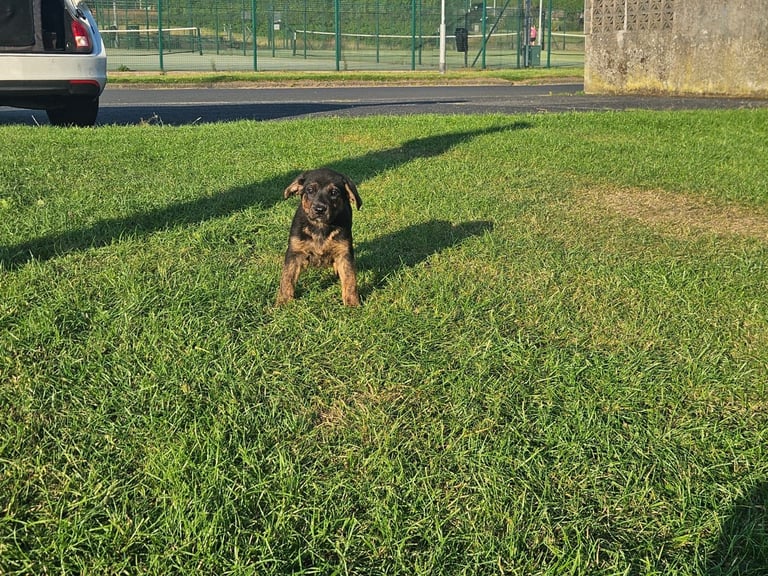 German Shepherd/Cane Corso 