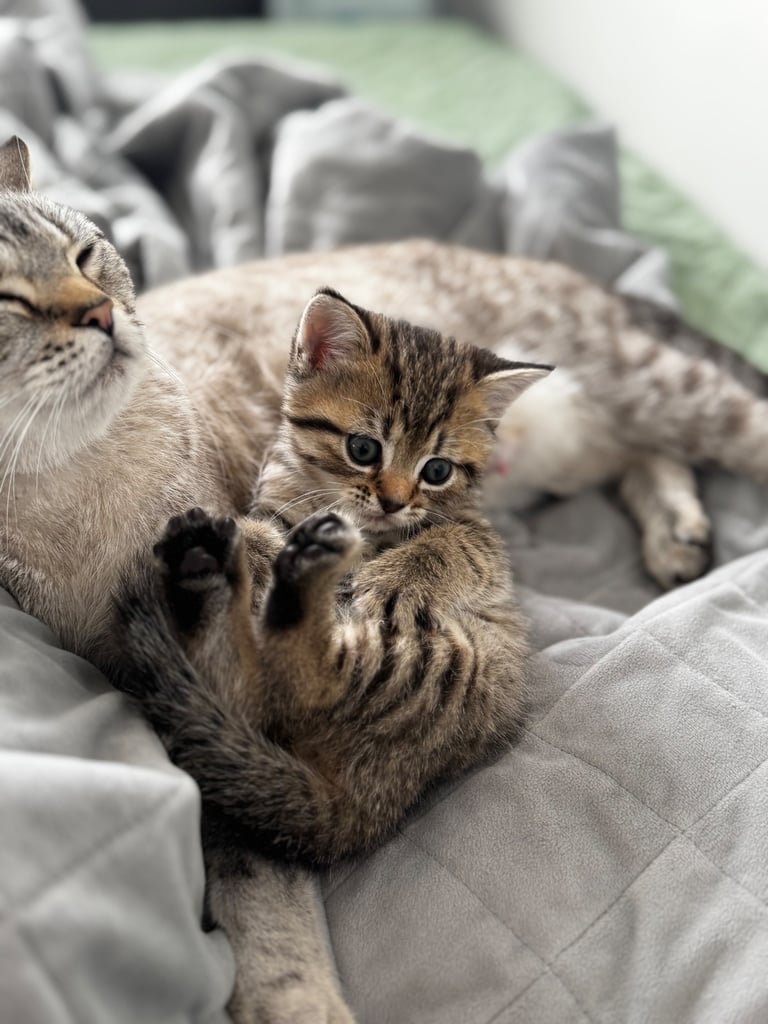 Kittens 