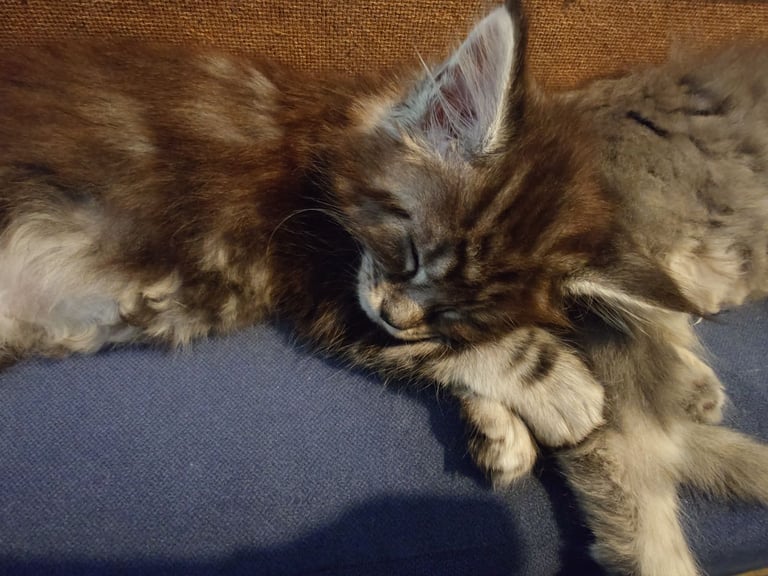 Purebred Maine Coon Kittens 