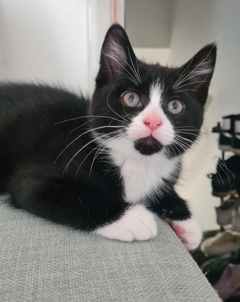 Female Kittens 10 weeks , ready for new home