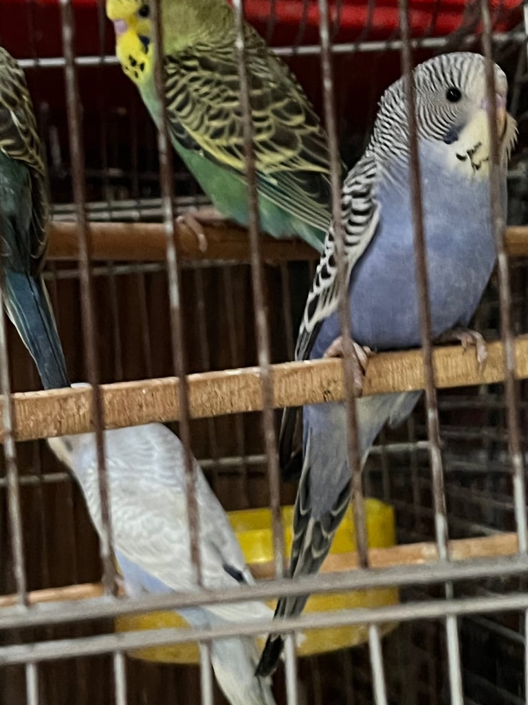 Budgies
