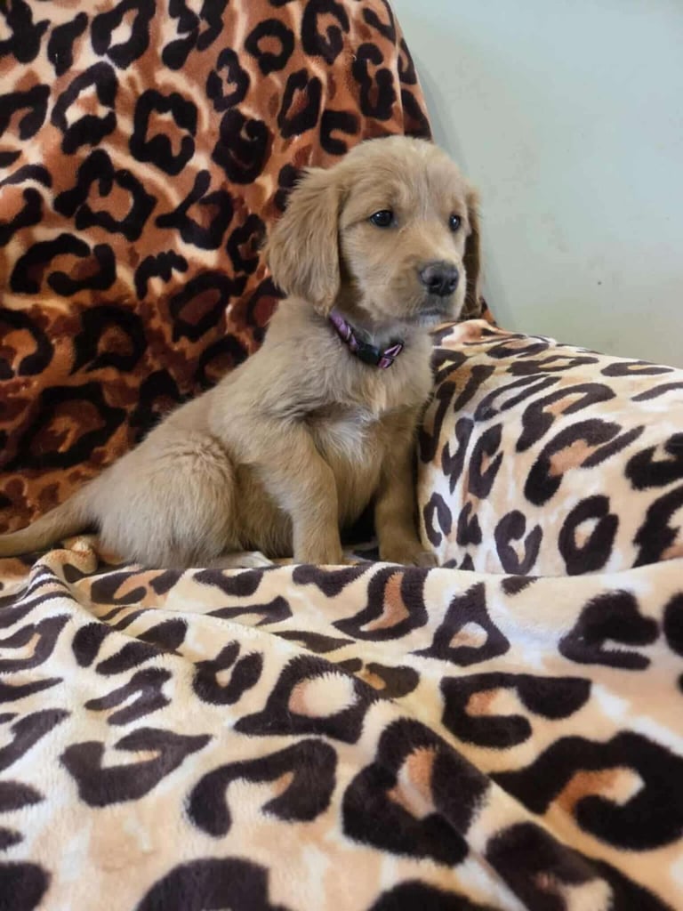 F1 Goldendoodle female pup