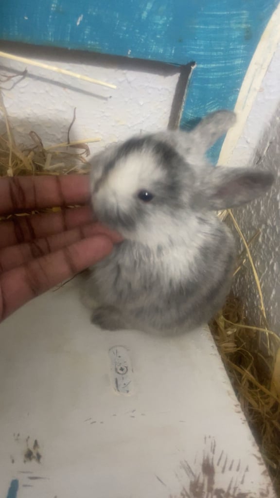 Bunnys ready to leave now 