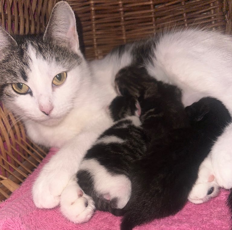 Kittens looking for forever homes 