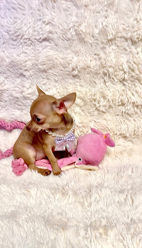 image for Beautiful chihuahua puppies 