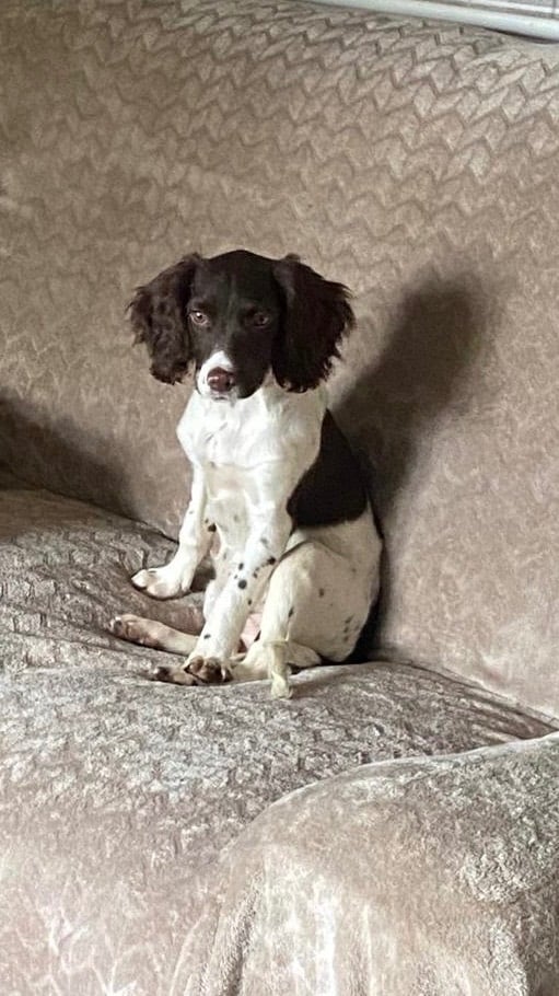 Beautiful girl looking for her forever family 