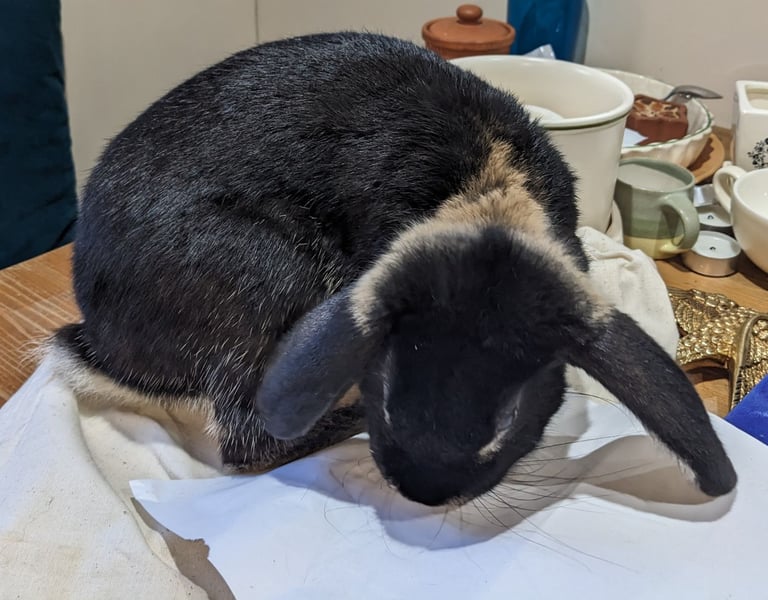 Rabbit and hutch (if wanted)