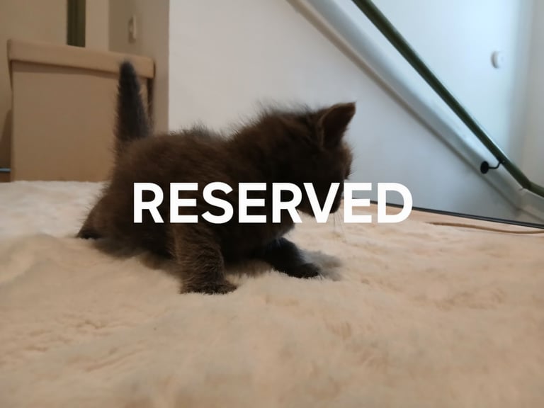  kittens for sale