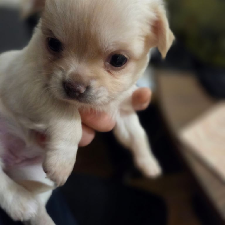 Chihuahua Puppies for sale