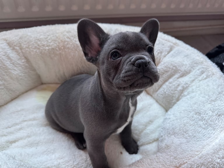 French bulldog puppy