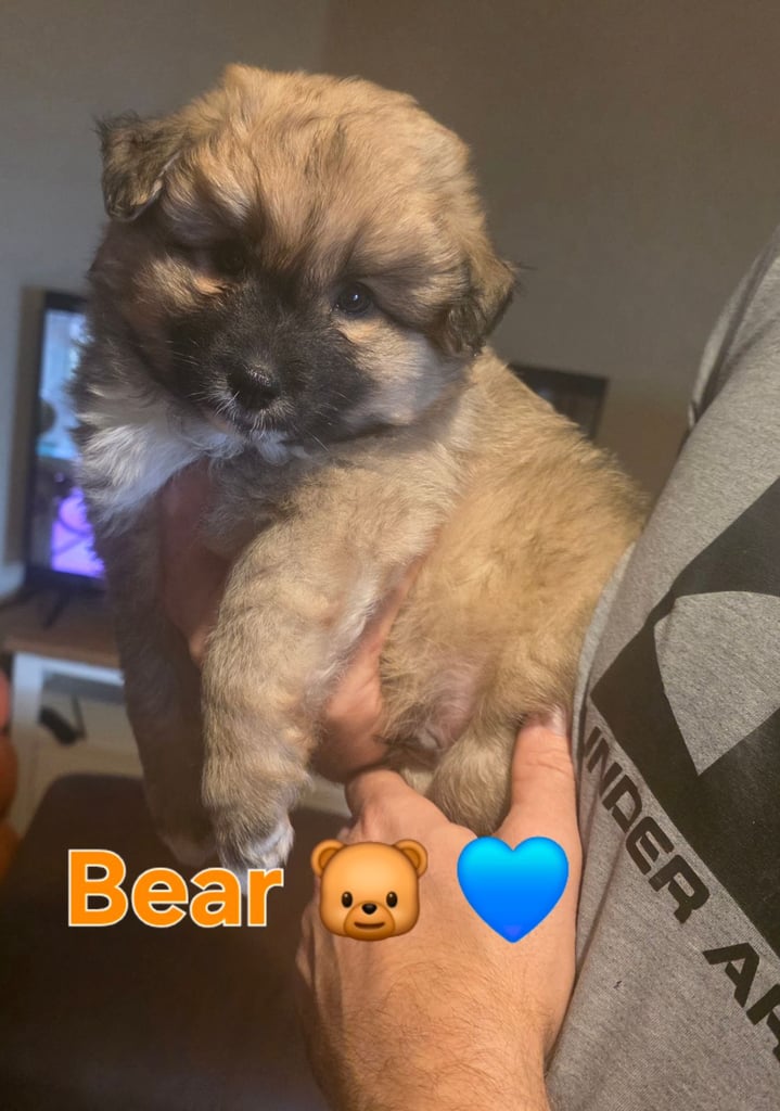 image for Pomsky F3b **READY**