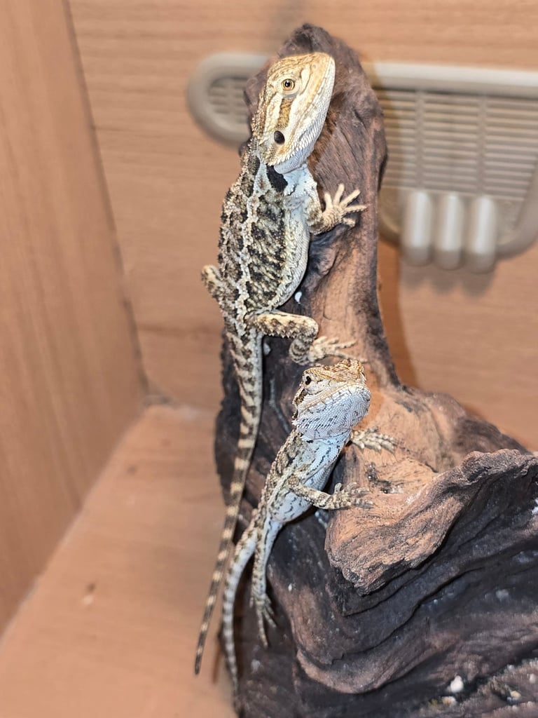 Baby bearded dragon with tint red 2 for £90