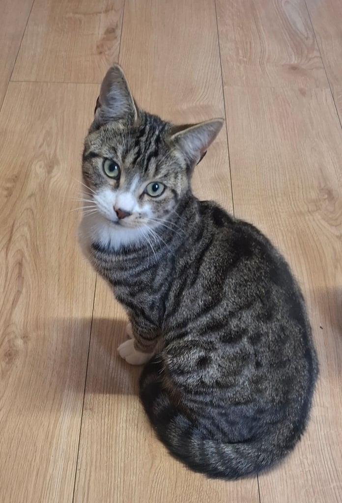 Young male cat to a good home