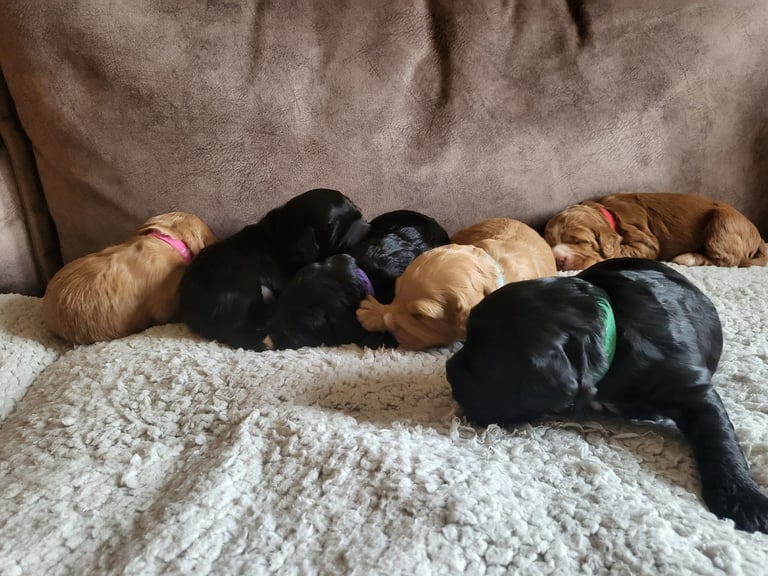 Sproodle puppies