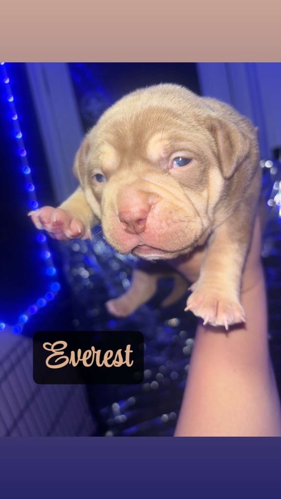 Pocket bully Puppy’s 