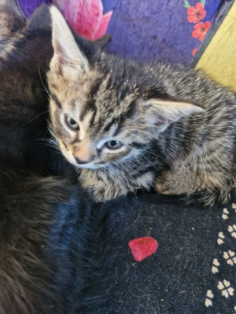 6 Kittens 😸 😸 ready littlehampton 