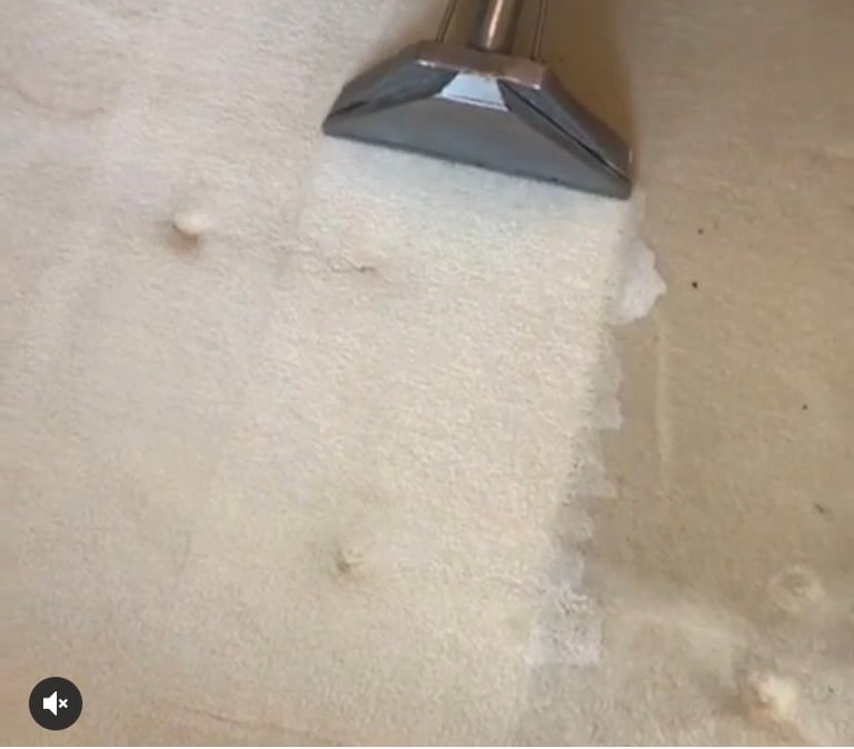 Professional carpet and sofa cleaning service 