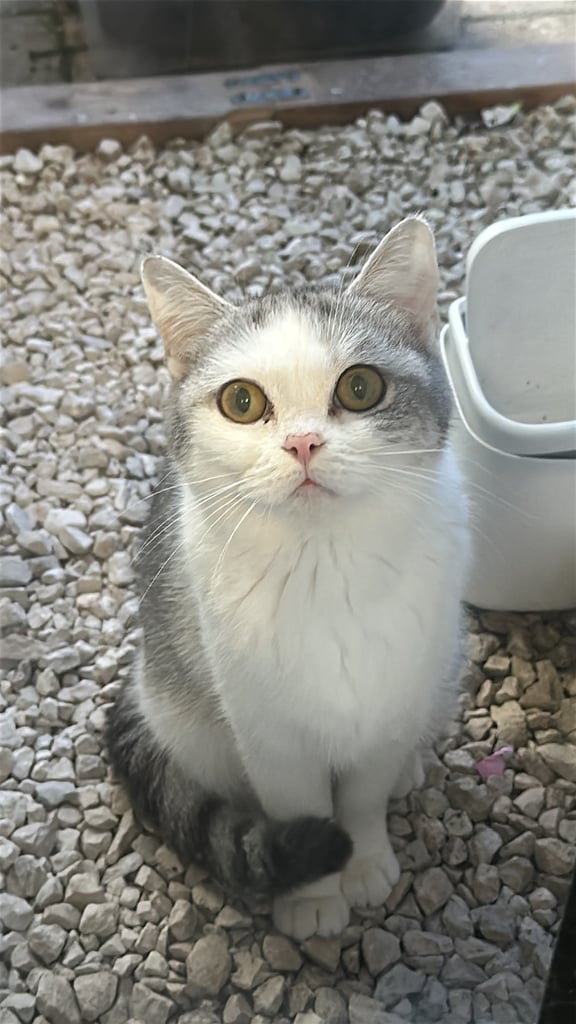 Black British Shorthair - Kitten
