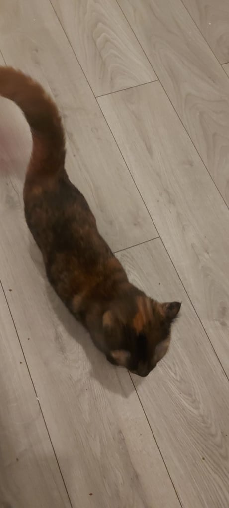 Beautiful black and ginger cat 6 months old last one available now only £150