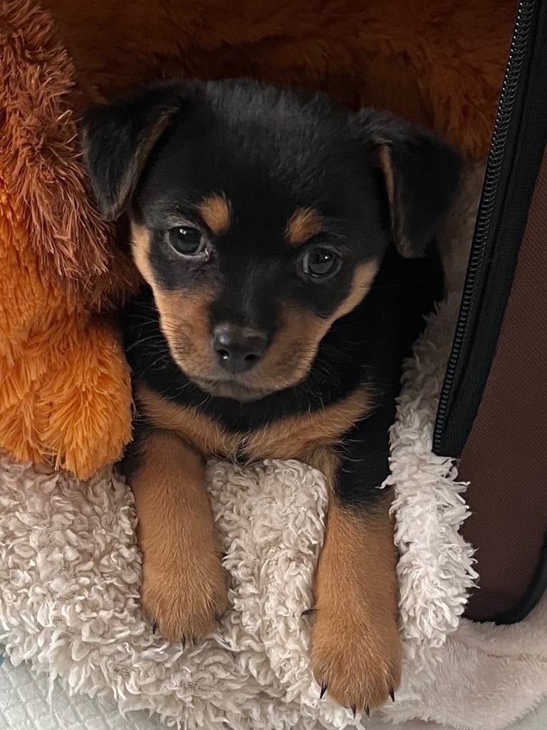 Female JRT cross (please see update below) 