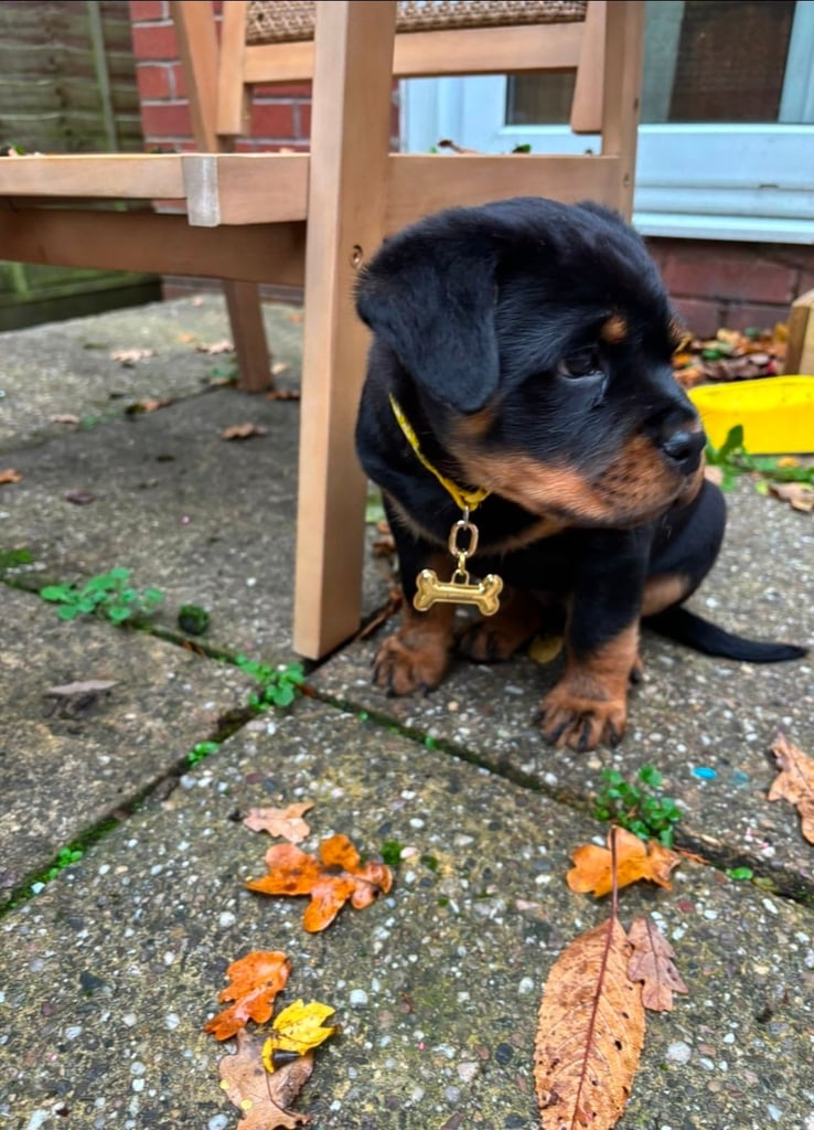 image for Adorable rottweiler puppy