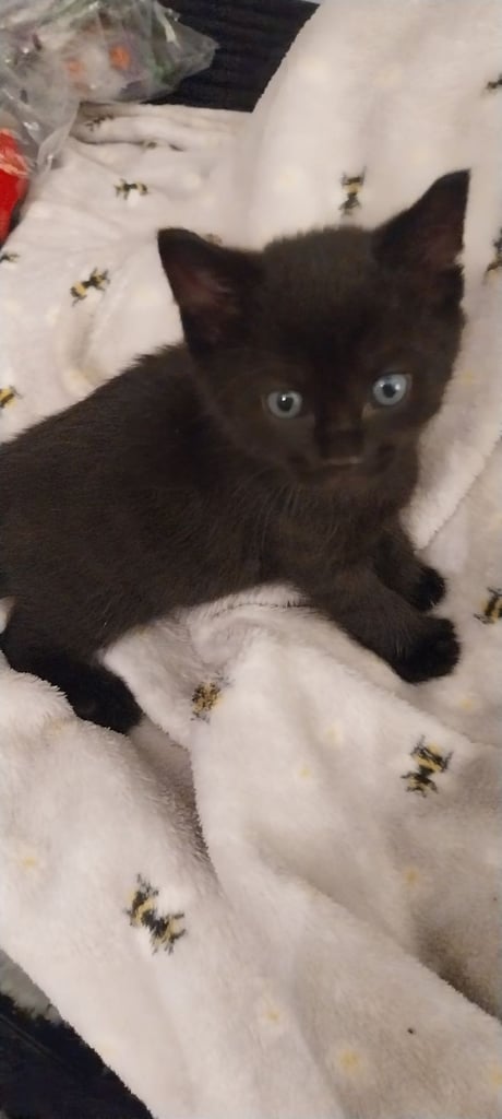 Beautiful black kittens