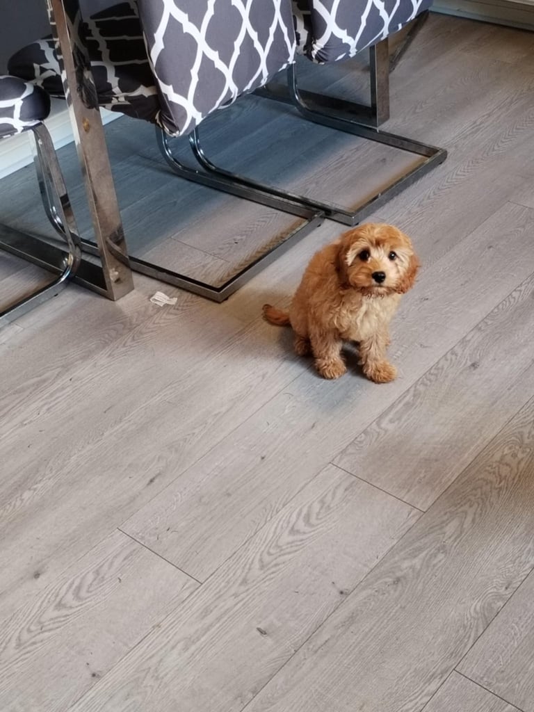 Cavapoos 