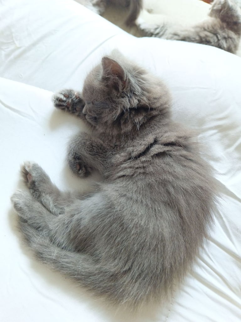 Gray, fluffy kittens looking for their forever home's