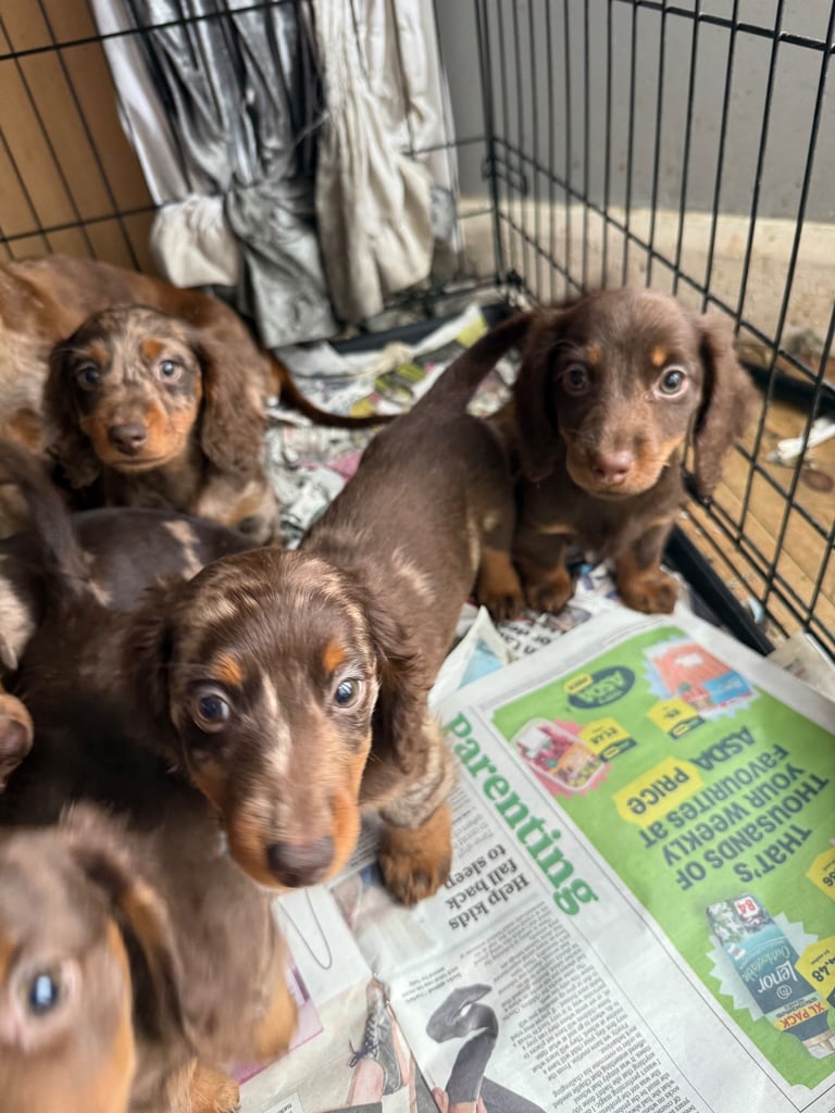 Chocolate fluffy Dauchshund merl