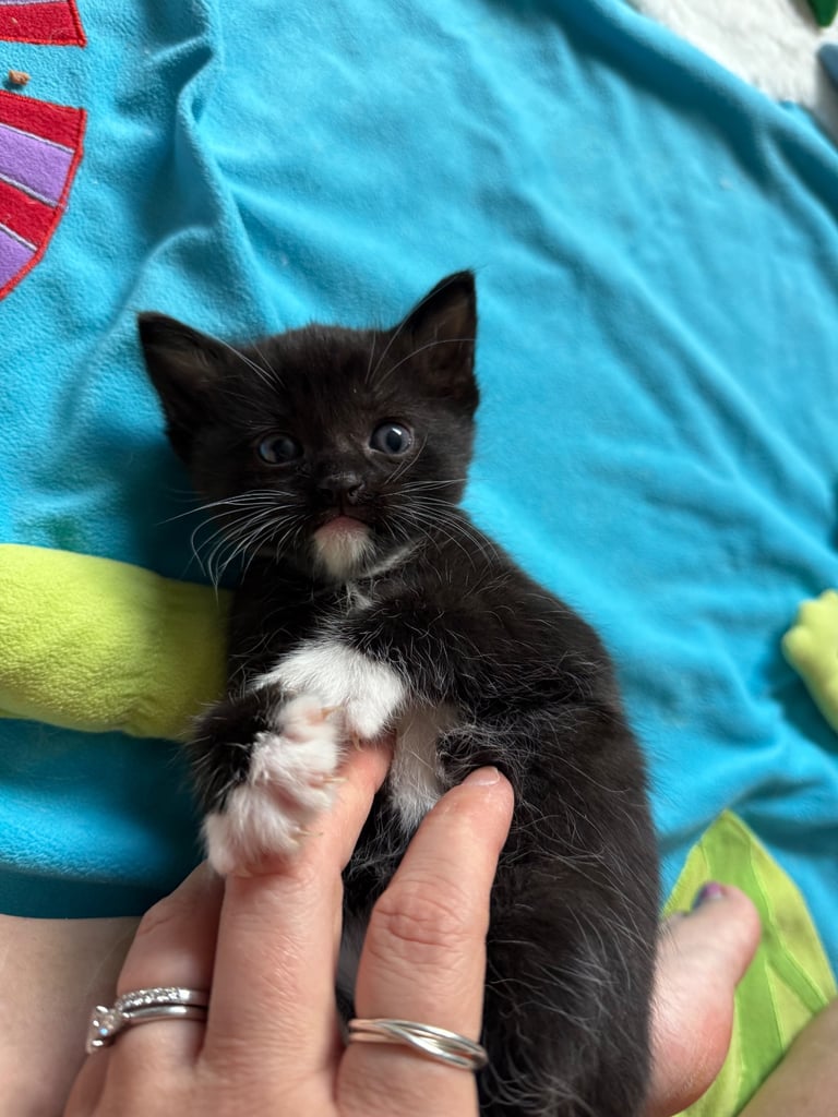 Last boy remaining - ragdoll cross kittens for sale 