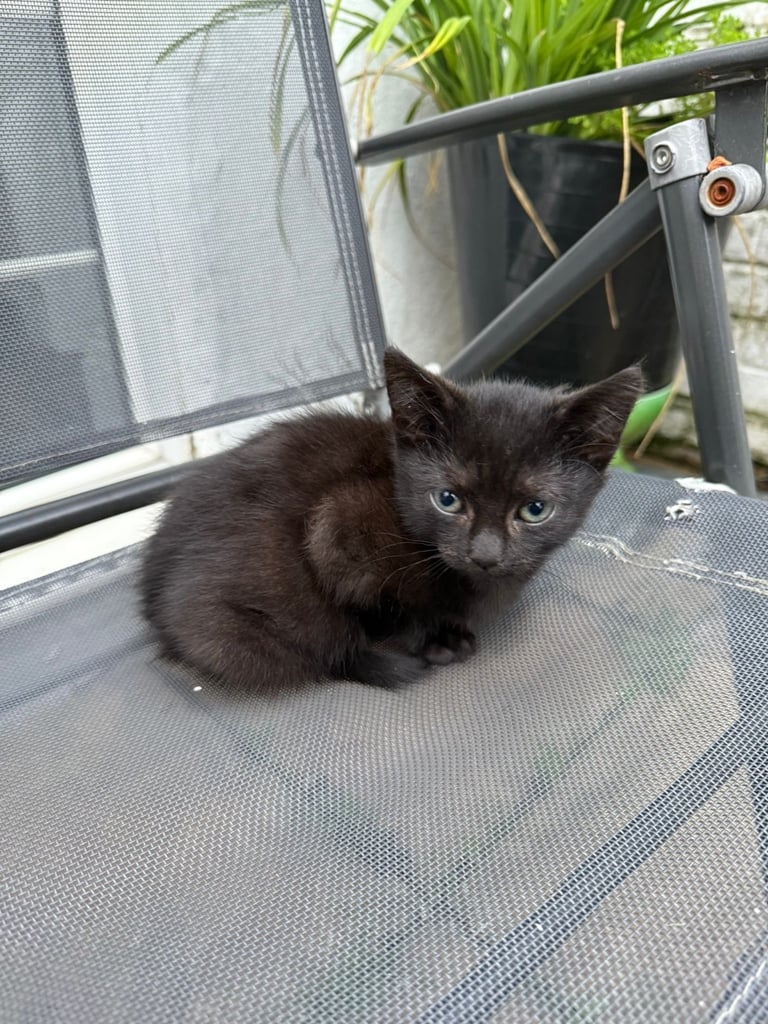 Black 2 Month Old Kitten For Sale