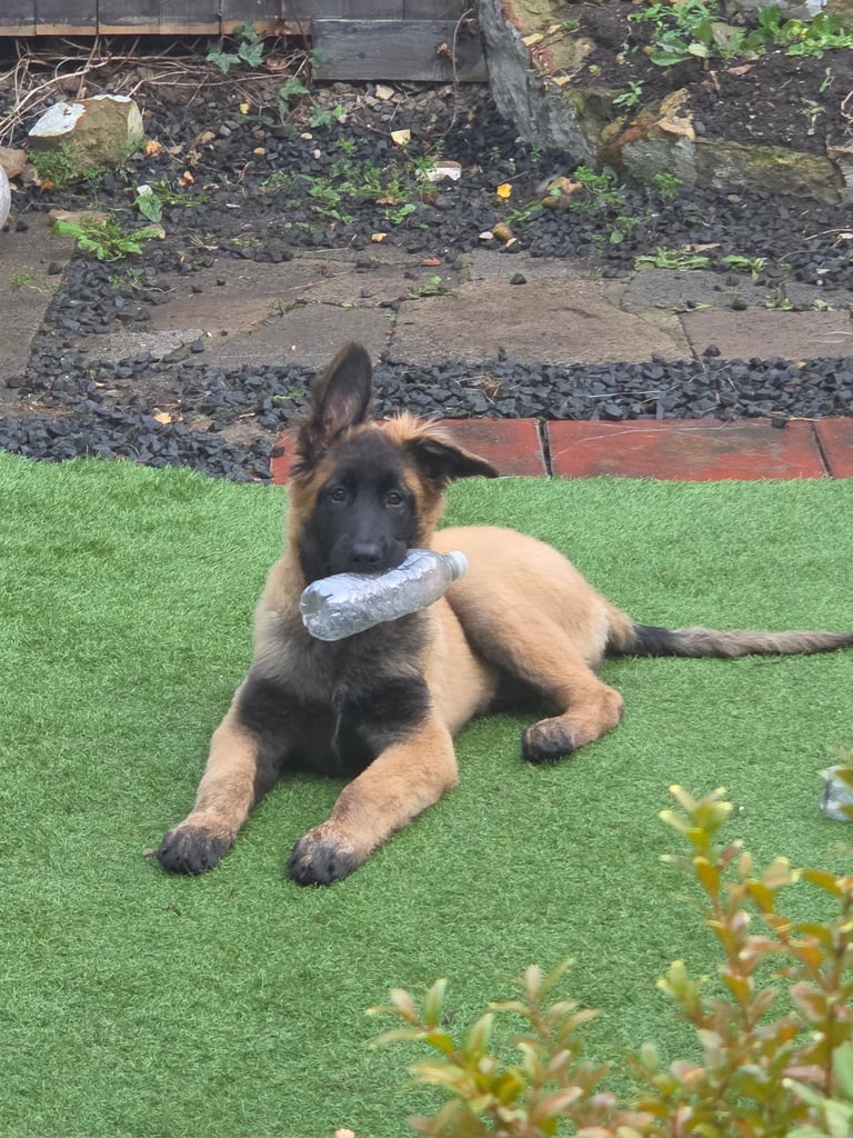 15week belgian malinois pup