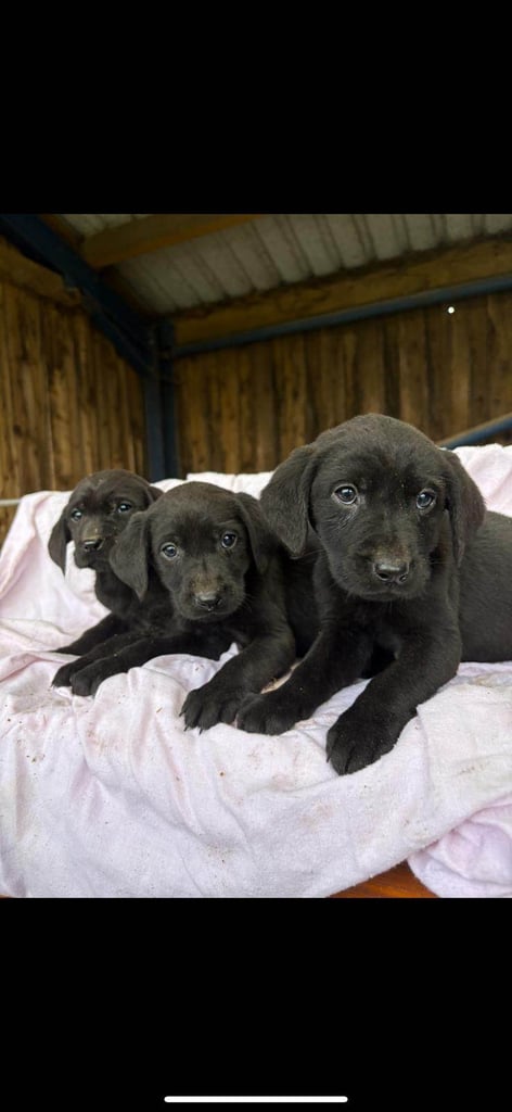 Labradore puppies