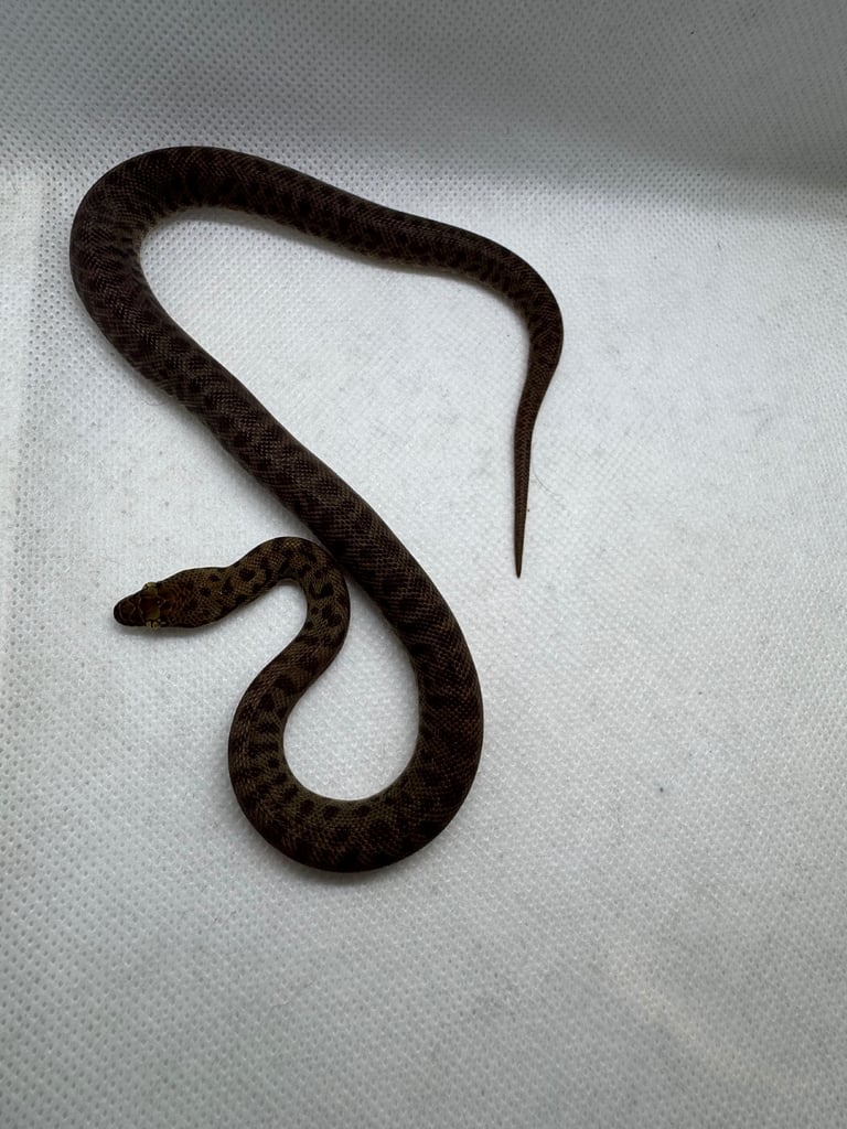 Children’s pythons 