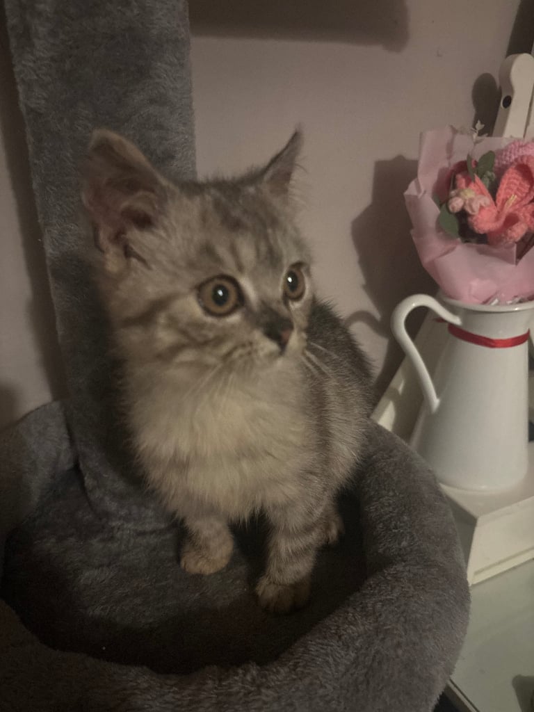 Half Persian kittens 