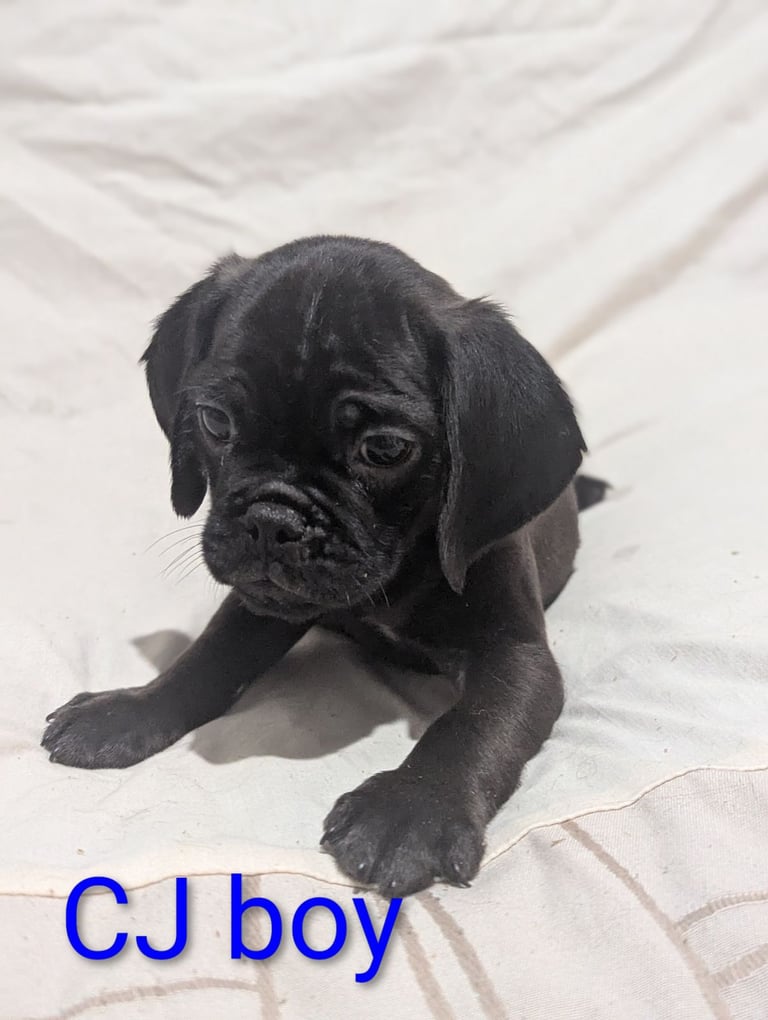 Pug cross puppies