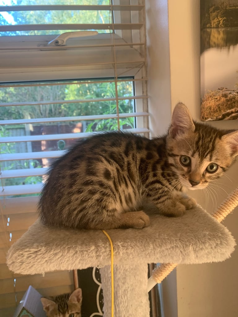 3 beautiful bengal kittens 10 weeks old 
