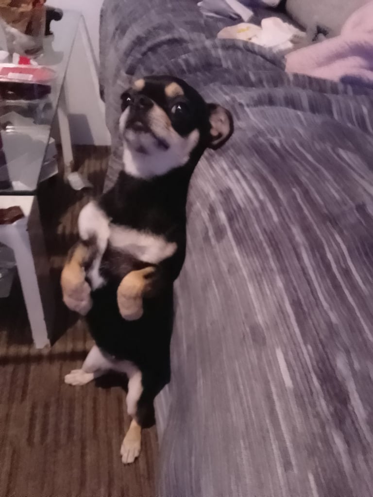 Chihuahua 