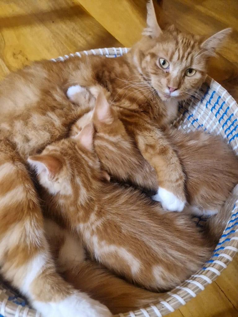 Siberian cross kittens